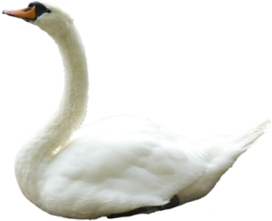 Swan PNG-20194